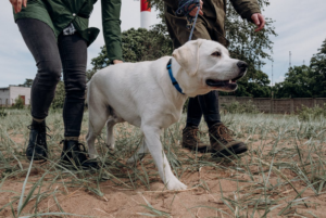 dog breed