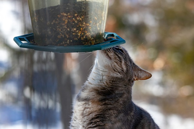 cat